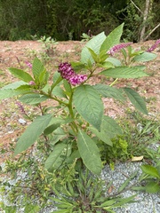 Phytolacca thyrsiflora