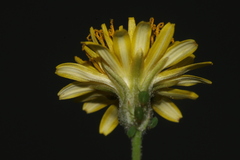 Crepis amplexifolia