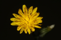 Crepis amplexifolia