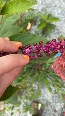 Phytolacca thyrsiflora