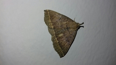 Pechipogo plumigeralis