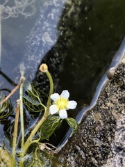 Ranunculus aquatilis