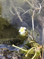 Ranunculus aquatilis