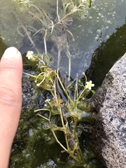 Ranunculus aquatilis