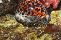 Cypraea tigris