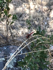 Erythrodiplax corallina