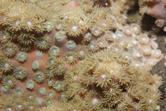 Duncanopsammia peltata