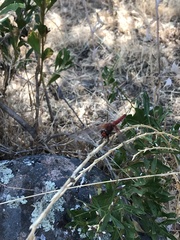 Erythrodiplax corallina