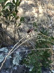 Erythrodiplax corallina