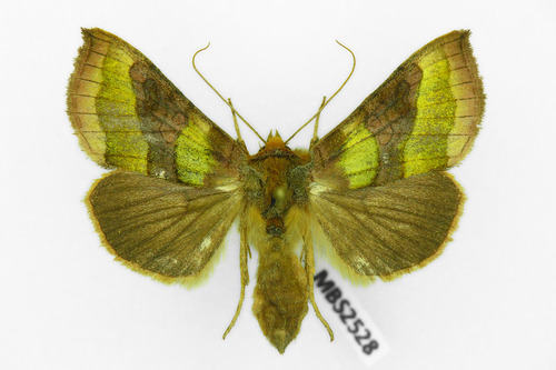 Burnished Brass