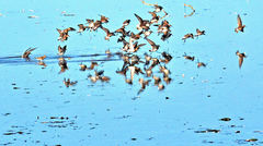 Calidris fuscicollis