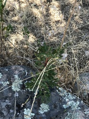 Erythrodiplax corallina