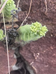 Crassula setulosa setulosa