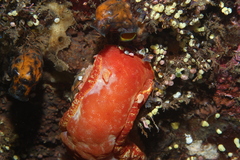 Hexabranchus sanguineus
