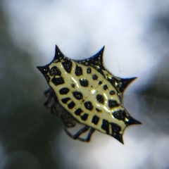 Gasteracantha cancriformis