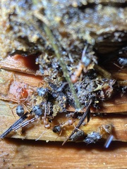 Formica integra
