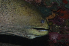 Gymnothorax javanicus