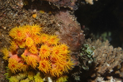 Tubastraea coccinea