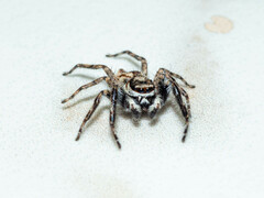 Menemerus bivittatus