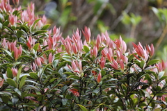 Metrosideros umbellata