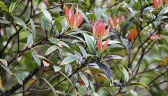 Metrosideros umbellata