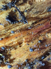Formica integra
