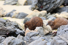 Gallirallus australis scotti
