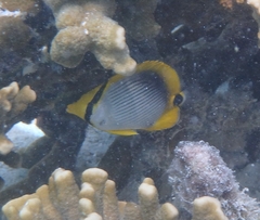 Chaetodon melannotus