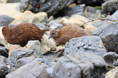 Gallirallus australis scotti