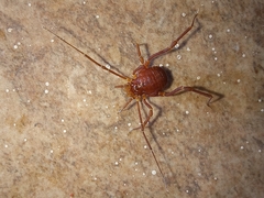 Krateromaspis dilatata