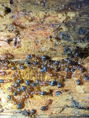 Formica integra