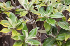 Macrolearia colensoi