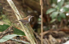Microcerculus marginatus