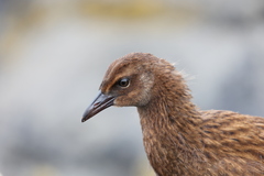 Gallirallus australis scotti