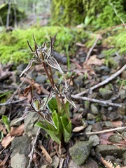Scoliopus bigelovii