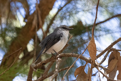 Eopsaltria georgiana