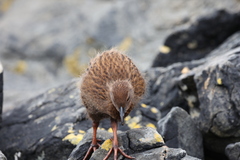 Gallirallus australis scotti