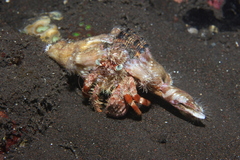 Dardanus pedunculatus