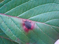 Sphaerulina cornicola