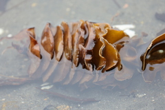Undaria pinnatifida