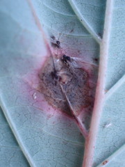 Sphaerulina cornicola