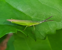 Atractomorpha similis