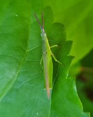 Atractomorpha similis