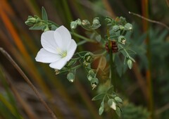 Linum monogynum