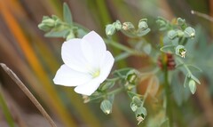 Linum monogynum