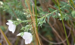 Linum monogynum