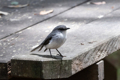 Eopsaltria georgiana