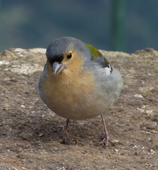 Fringilla coelebs maderensis