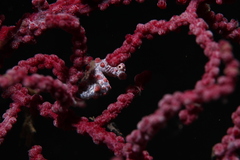Hippocampus bargibanti