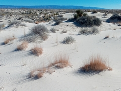 Muhlenbergia pungens